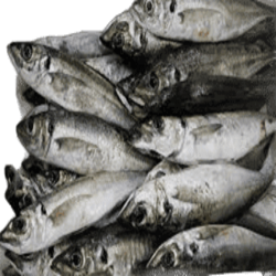 JUREL ENTERO 27 CM, 0% GL, C/20 KG
