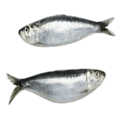 SARDINA C/20 KG