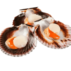 ZAMBURIÑA 1/2 CONCHA gourmet BOLSAS 100 GR C/50