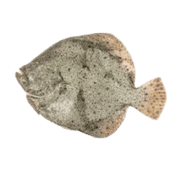 RODABALLO ENTERO EVS, 6 PIEZAS, 1,5-2KG vima seleccion, C/10 APROX