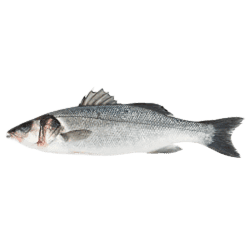 LUBINA gourmet 200-300 C/10